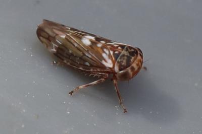 <i>Balcanocerus larvatus</i>