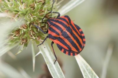 <i>Graphosoma italicum</i>