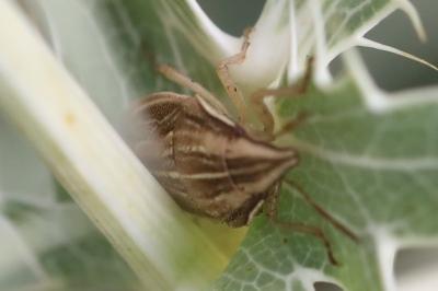 <i>Aelia acuminata</i>