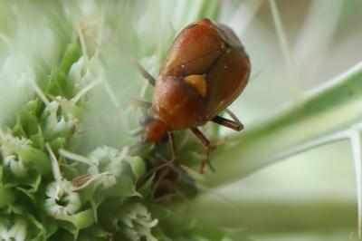 <i>Deraeocoris ruber</i>