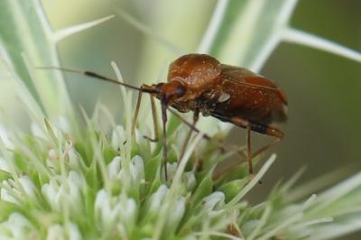 <i>Deraeocoris ruber</i>