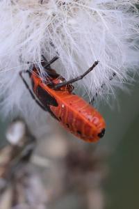 <i>Pyrrhocoris apterus</i>