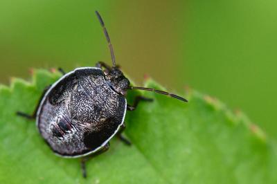 <i>Piezodorus lituratus</i>