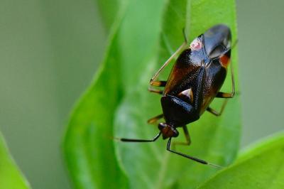 <i>Deraeocoris ruber</i>