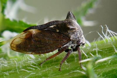 <i>Centrotus cornutus</i>