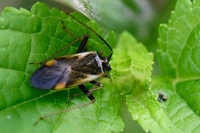 <i>Adelphocoris seticornis</i>