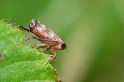 <i>Anoscopus albifrons</i>