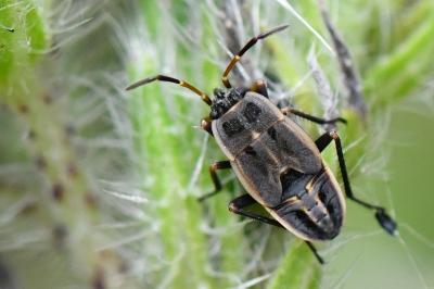 <i>Graptopeltus lynceus</i>