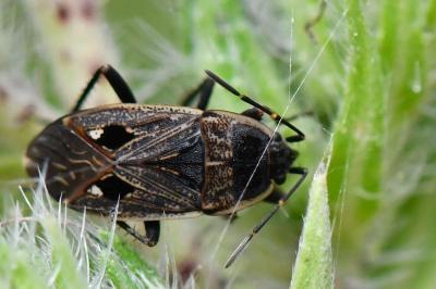 <i>Graptopeltus lynceus</i>