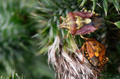 <i>Carpocoris purpureipennis</i>