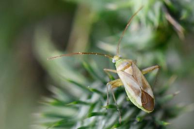 <i>Adelphocoris lineolatus</i>