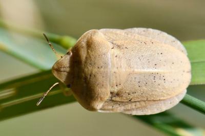Eurygaster austriaca