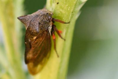 <i>Centrotus cornutus</i>