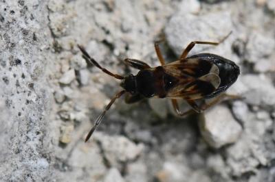 <i>Scolopostethus thomsoni</i>