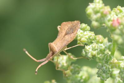 <i>Syromastus rhombeus</i>