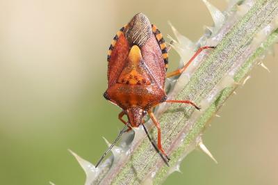 <i>Carpocoris purpureipennis</i>