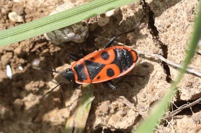 <i>Pyrrhocoris apterus</i>