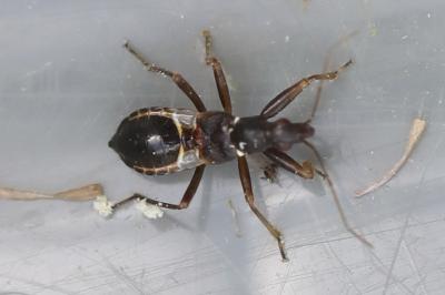 <i>Himacerus mirmicoides</i>