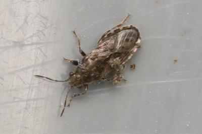 <i>Heterogaster urticae</i>
