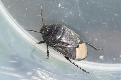 <i>Sehirus morio</i>