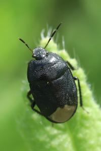 <i>Sehirus morio</i>