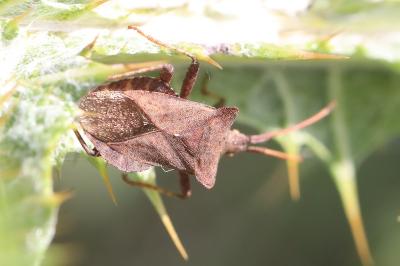 <i>Coreus marginatus</i>