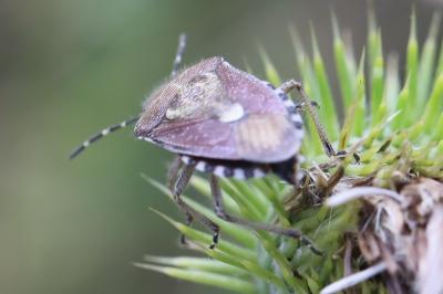 <i>Dolycoris baccarum</i>