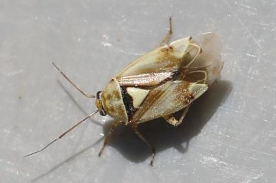 <i>Lygus pratensis</i>