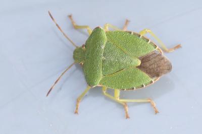 <i>Palomena prasina</i>