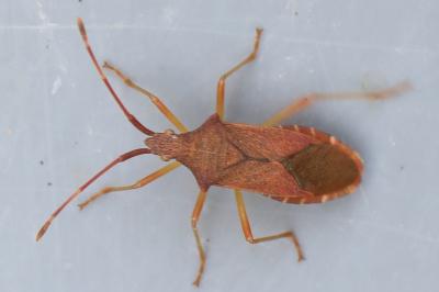 <i>Gonocerus acuteangulatus</i>