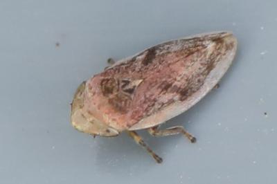 <i>Philaenus spumarius</i>