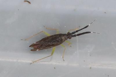 Heterotoma planicornis