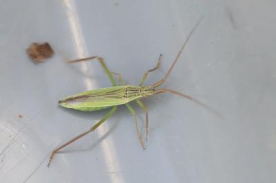 <i>Notostira</i>