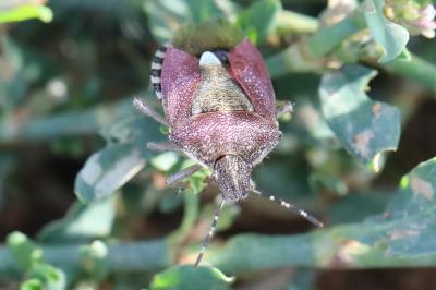 <i>Dolycoris baccarum</i>