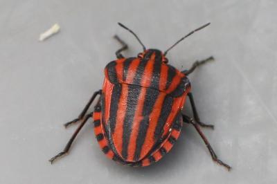 <i>Graphosoma italicum</i>