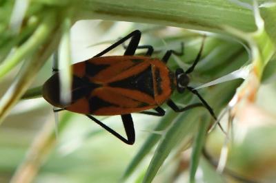 <i>Brachycoleus triangularis</i>