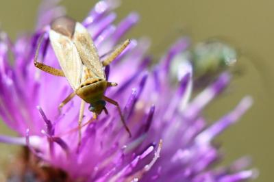 <i>Adelphocoris lineolatus</i>