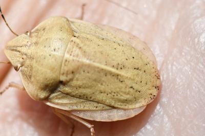 <i>Eurygaster austriaca</i>