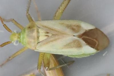 <i>Adelphocoris lineolatus</i>