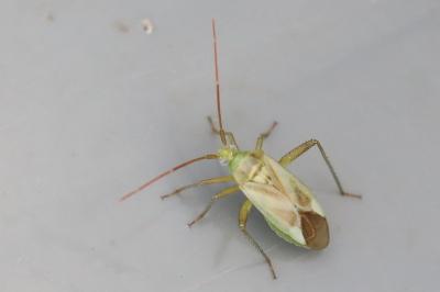 <i>Adelphocoris lineolatus</i>