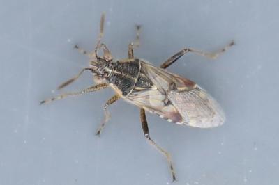 <i>Liorhyssus hyalinus</i>