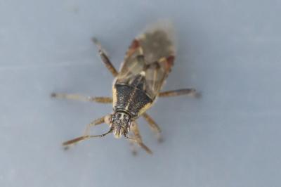 <i>Liorhyssus hyalinus</i>