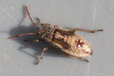 <i>Liorhyssus hyalinus</i>