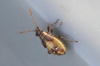 <i>Liorhyssus hyalinus</i>