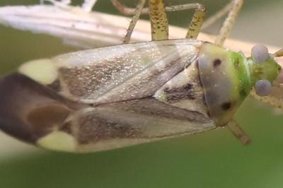Adelphocoris lineolatus