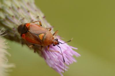 <i>Deraeocoris ruber</i>