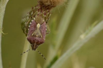 <i>Dolycoris baccarum</i>