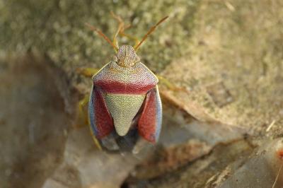 <i>Piezodorus lituratus</i>