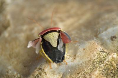 <i>Piezodorus lituratus</i>