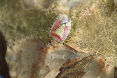 <i>Piezodorus lituratus</i>